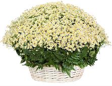 Цветочная композиция из Ромашки в корзине #REPLACE_PRED# Стародубском